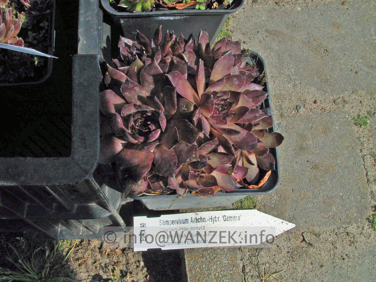 Sempervivum hybridum in Sorten 06.JPG